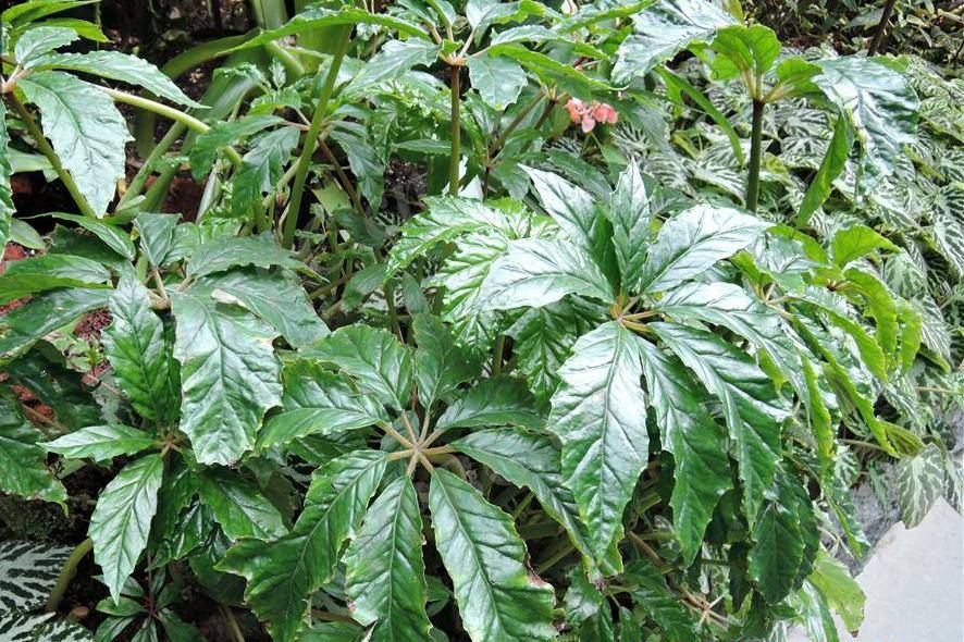 优良的观叶花卉—掌叶秋海棠可用植物非试管高效快繁技术快繁