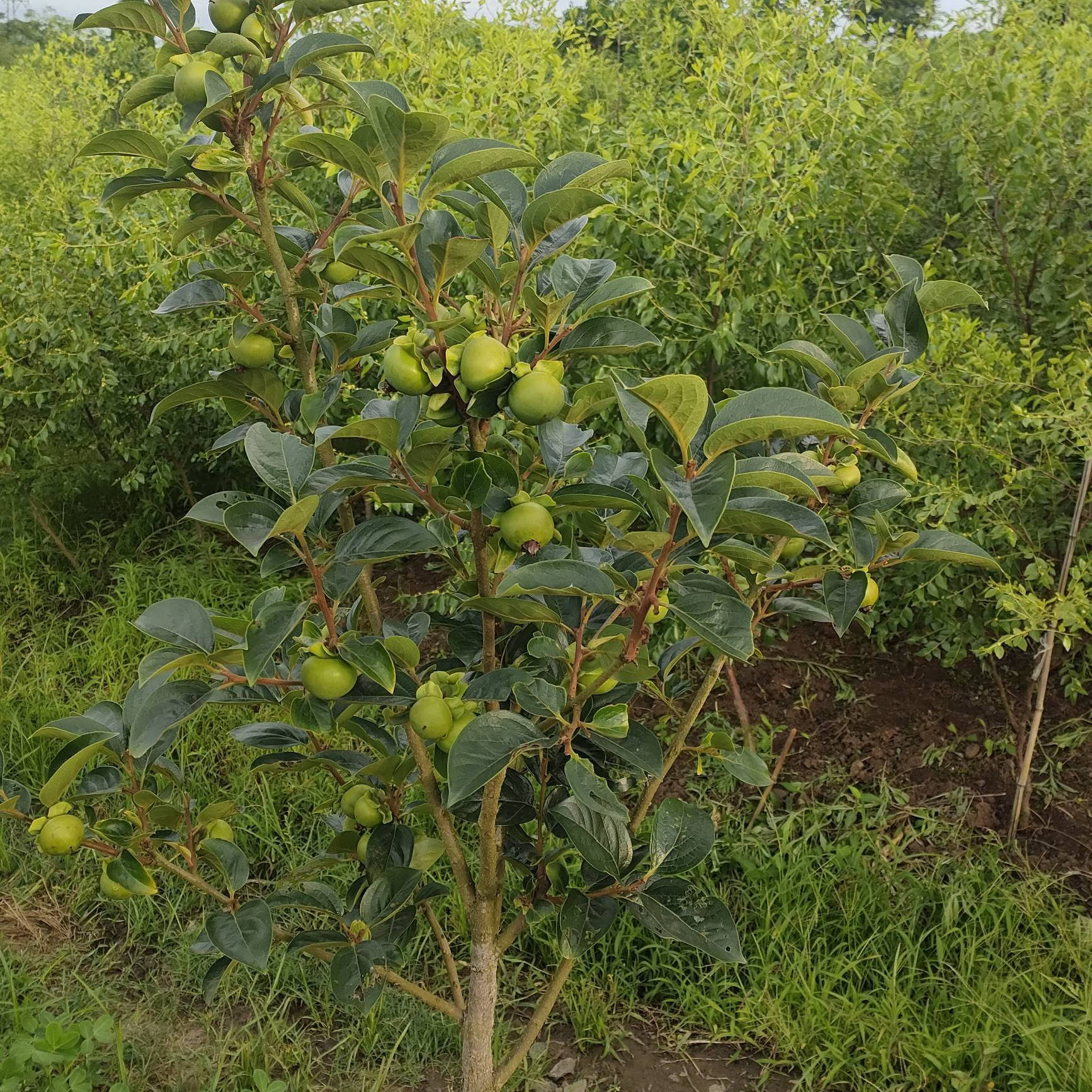 太秋柿子树苗栽植技术 1-2年生太秋柿子树苗价格_种植_苗放_泥炭