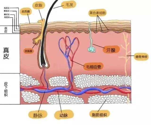 知识科普美容护肤第一步：先认识了解皮肤
