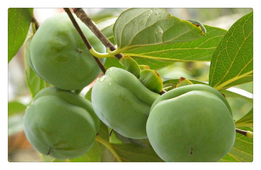 养肺胃之阴,宜于火燥津枯之体."青柿子