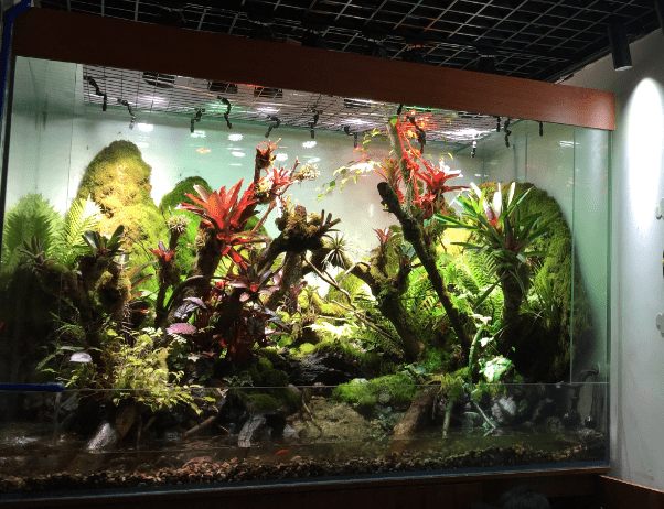 以孔雀鱼为生态鱼缸的核心造景能为公司增添富贵运势