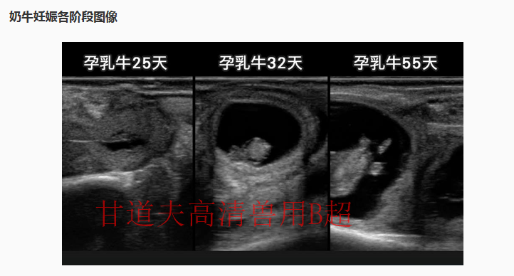 奶牛b超诊断妊娠图谱图片
