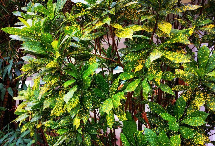 花叶青木——洒金桃叶珊瑚_繁殖_适应性_植物