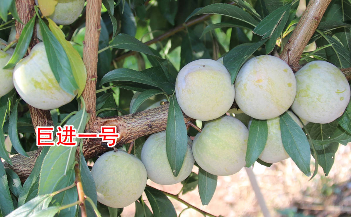 你知道如何管理好巨进一号李子树苗吗_种植_技术_指导