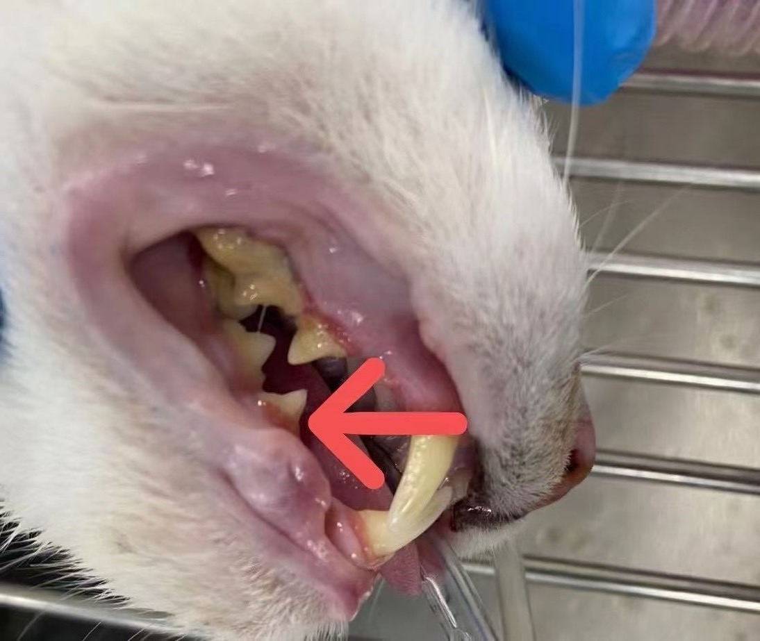 猫猫嘴巴长白色泡泡，嘴里边牙齿旁边也有，怎么办 - 知乎