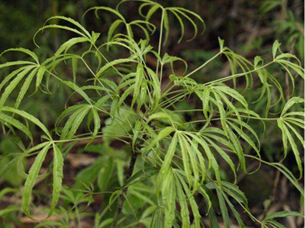 似茶非茶的药用植物——异叶梁王茶