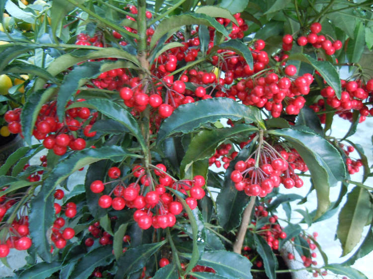 大罗伞树的植物非试管高效快繁技术