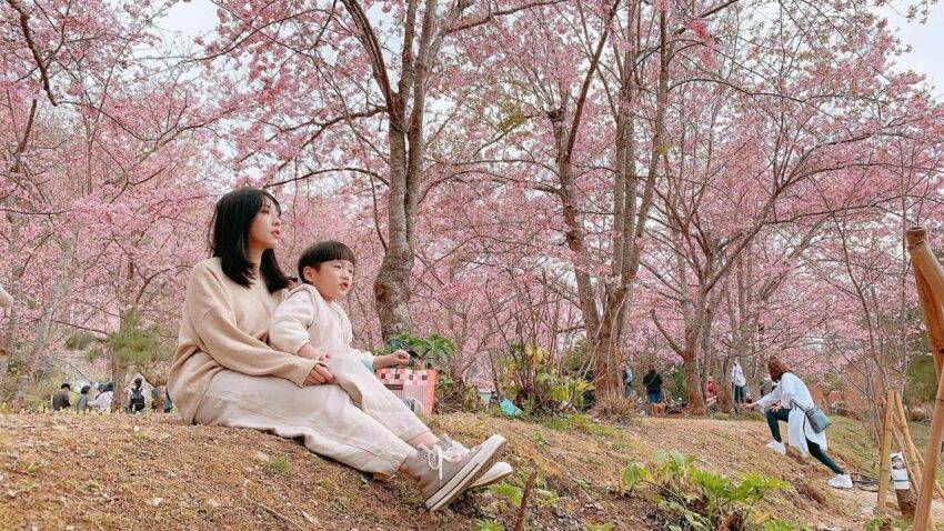 22台湾赏樱 全台18个樱花秘境 春季赏樱 樱花花期 赏樱路线 交通指南 阳明山 台北 日本