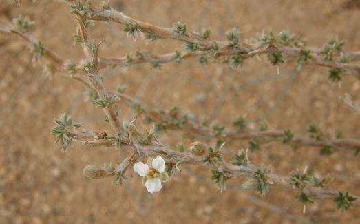 植物活化石 绵刺 荒漠 繁殖 季节