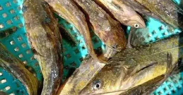黄颡鱼得了小瓜虫怎么办?如何预防?_养殖_鱼体_鱼种