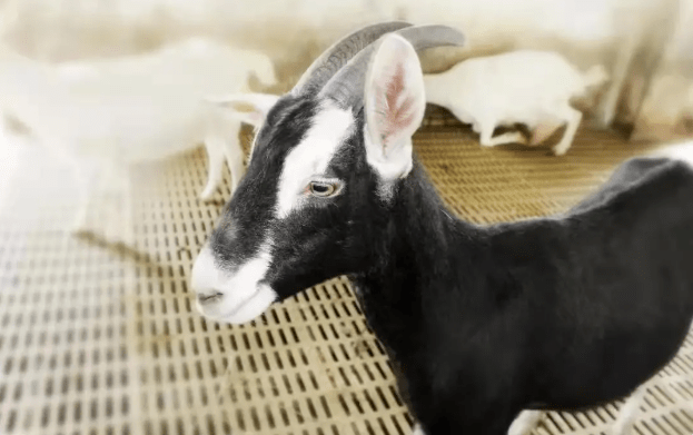 黑白花奶山羊优良品种 奶源至臻当然,要知道奶山羊是一种喜洁,喜静的