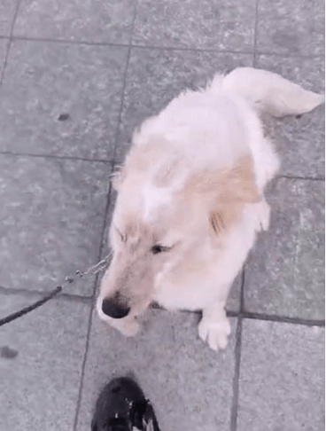 宠物如何训练串串不胆小？建议接受广州专业训犬机构的训练课程！