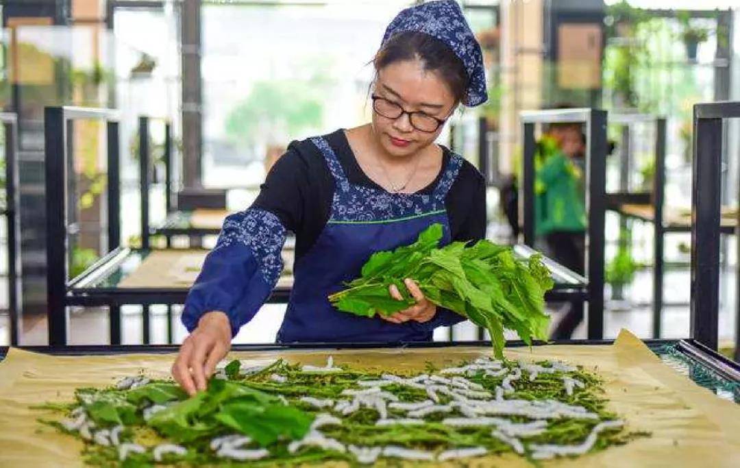 住海盐话民俗祥华园公寓与您一同体验海盐蚕桑文化之美