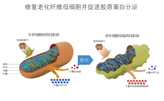 方法肉肉脸和干瘦脸，抗衰方法不一样，选对了才能快速变美