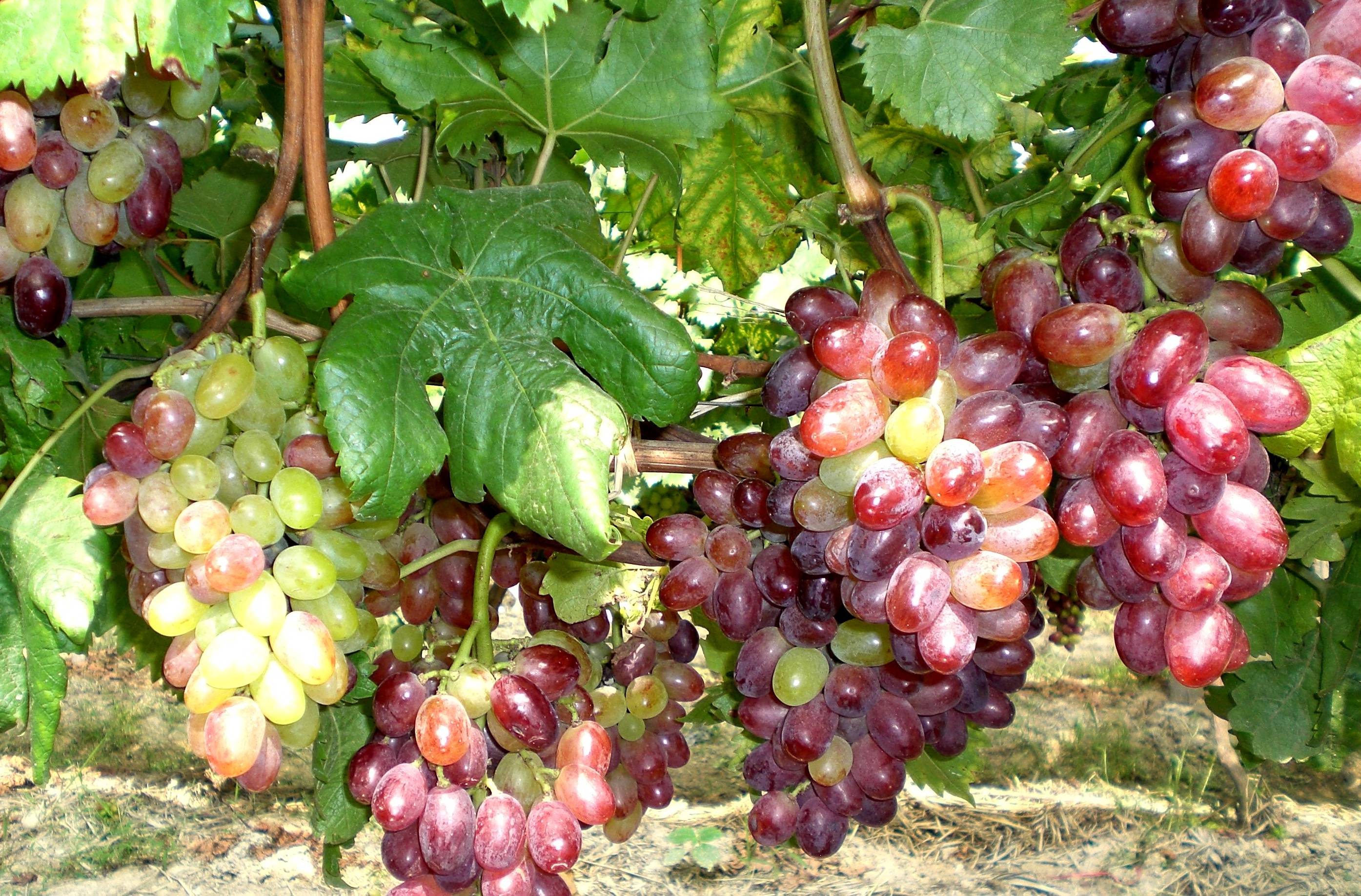 山里的提子,能有多甜?_葡萄_资源县_光照