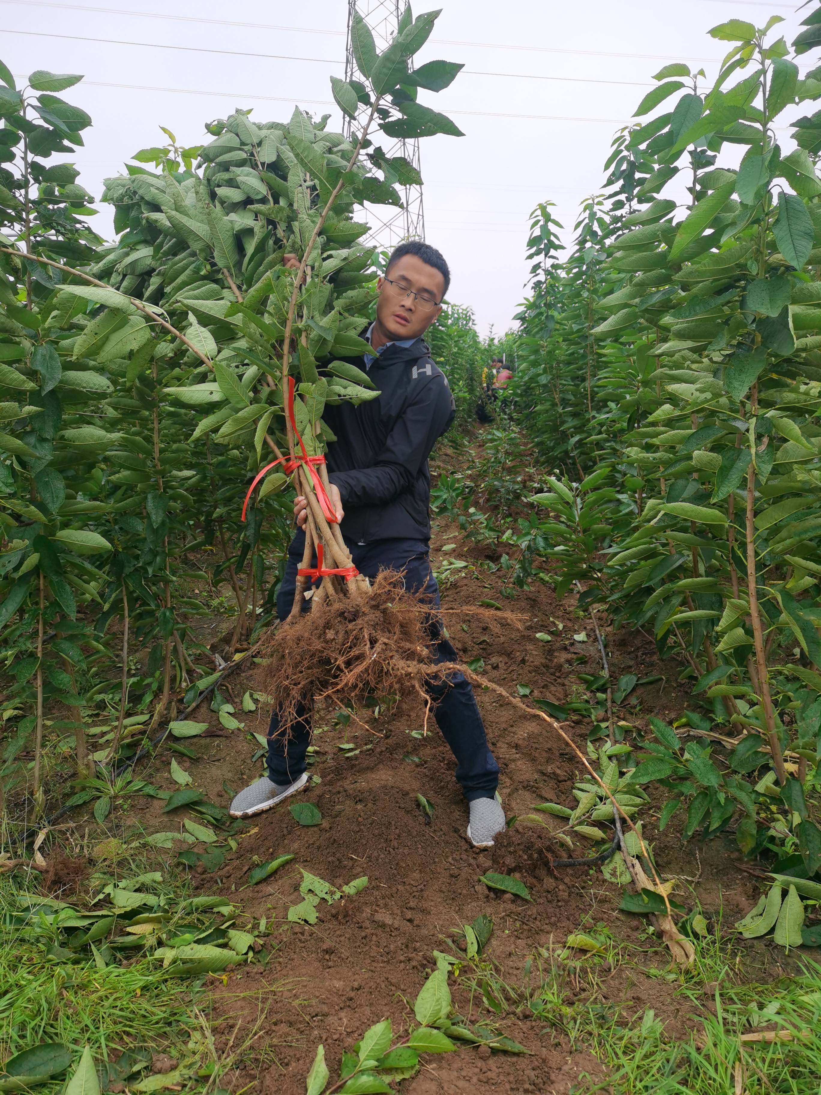 带你了解15辉煌樱桃苗品种特点辉煌樱桃苗纺锤形栽植技术