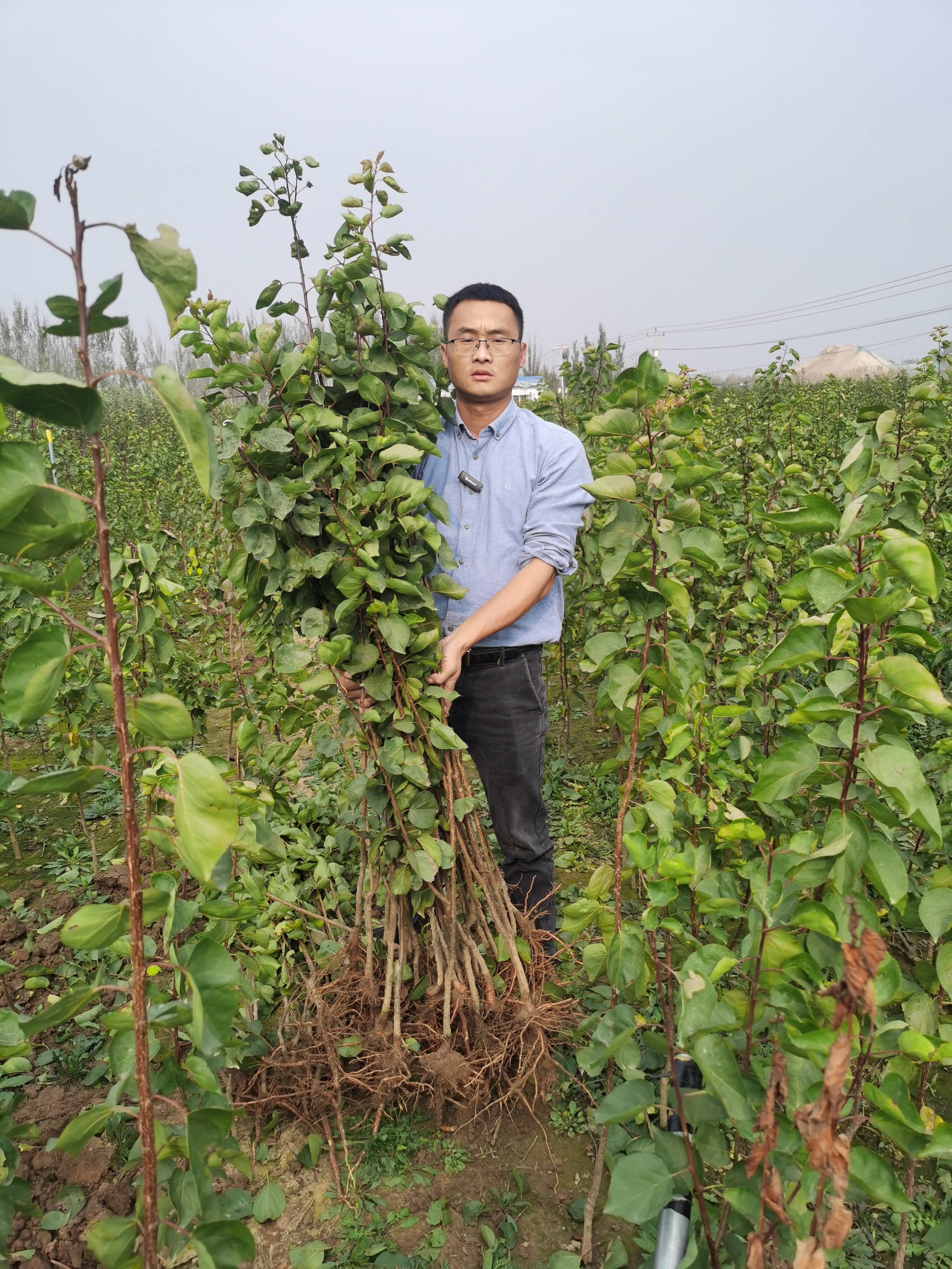 莱阳荷兰香杏树苗图片