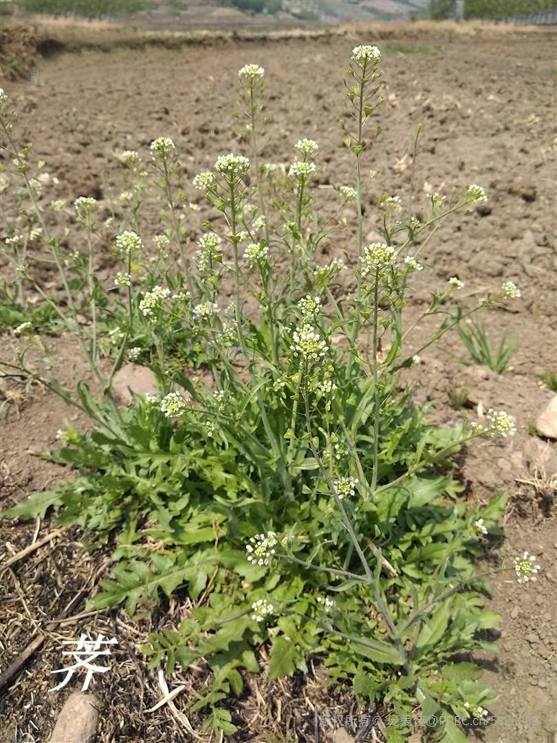 《诗经》里的植物辨识(八)荠甘如饴_荠菜_野菜_陆游