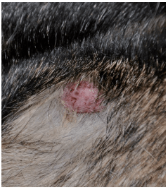 狗狗肿瘤对照表早期图片