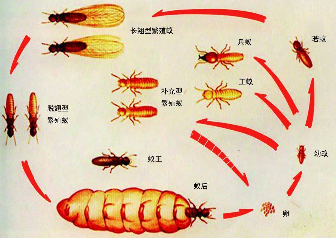 廣州白蟻繁殖圖【關於白蟻】廣州市危害房屋建築的白蟻一般在每年3～5