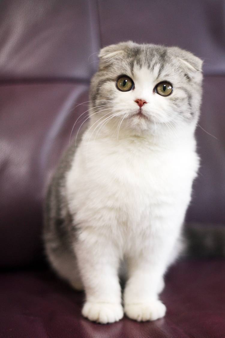 折耳猫疼的不行怎么办?难道就只能安乐?_猫咪_发病_软骨病