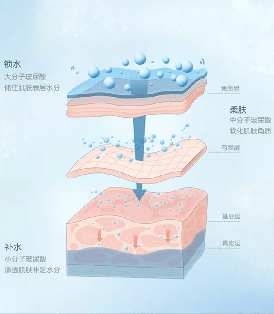 分子美康小课堂 | 关于玻尿酸的前世今生