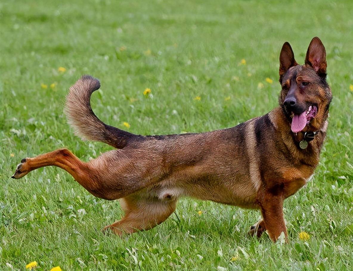 狗狗为什么喜欢伸懒腰，有什么含义_搜狐网, image size:1184x912