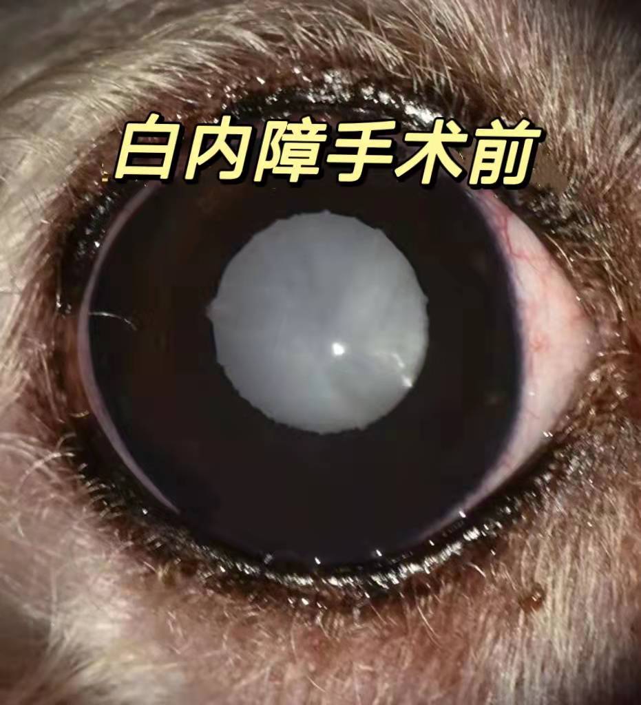 宠主三个月狗狗眼睛变白色菲尔顿再不治就要失明了