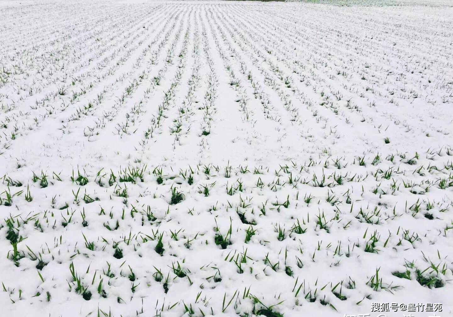 款款深情|【墨竹】多彩的雪