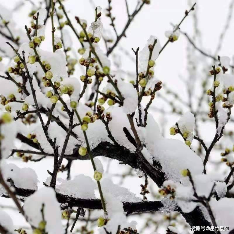 款款深情|【墨竹】多彩的雪