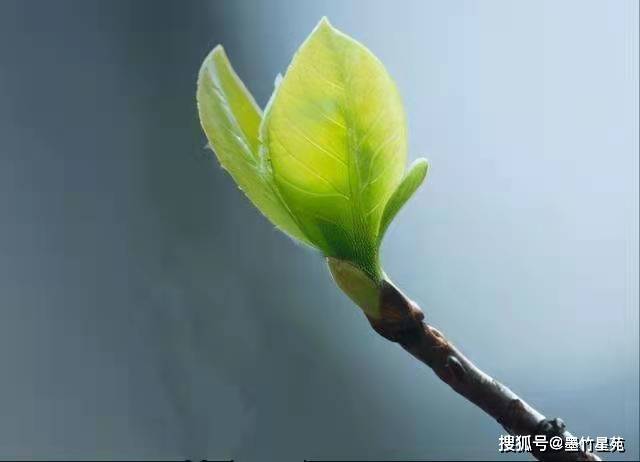 时节|【墨竹】诗/四体书法/二十四节气——立 春