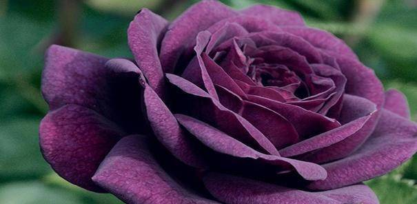 哪里能买到真正的玫瑰花 0ee69e769052409fb232393d0b9d2132.jpeg