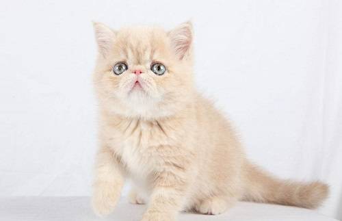 方法加菲猫去泪痕方法