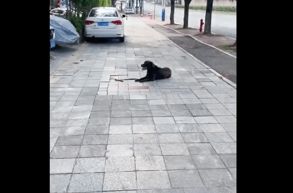 进行拉布拉多爆冲牵不住怎么办？训犬师用训狗学校案例告知主人！