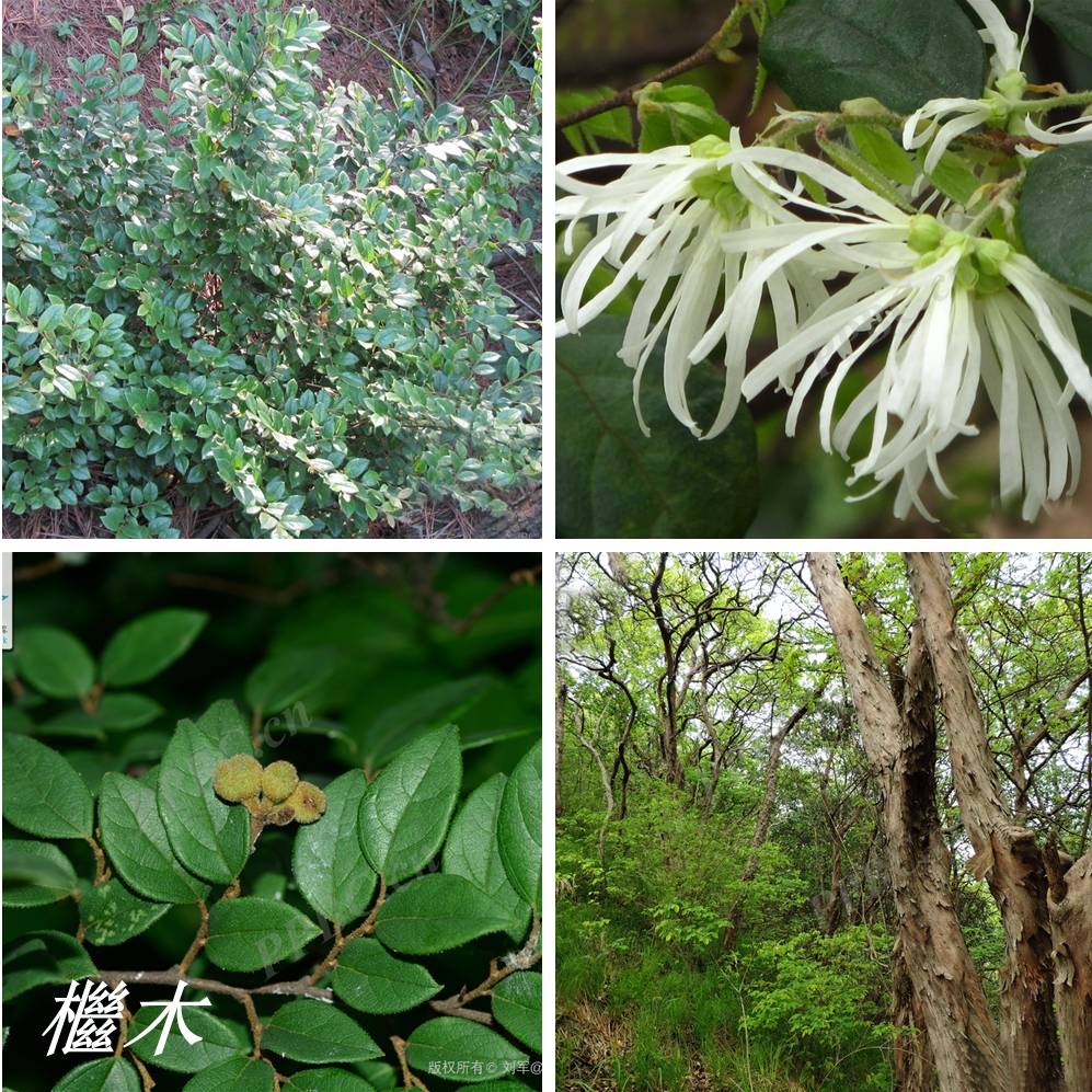 诗经里的植物辨识十六杻或是流苏树