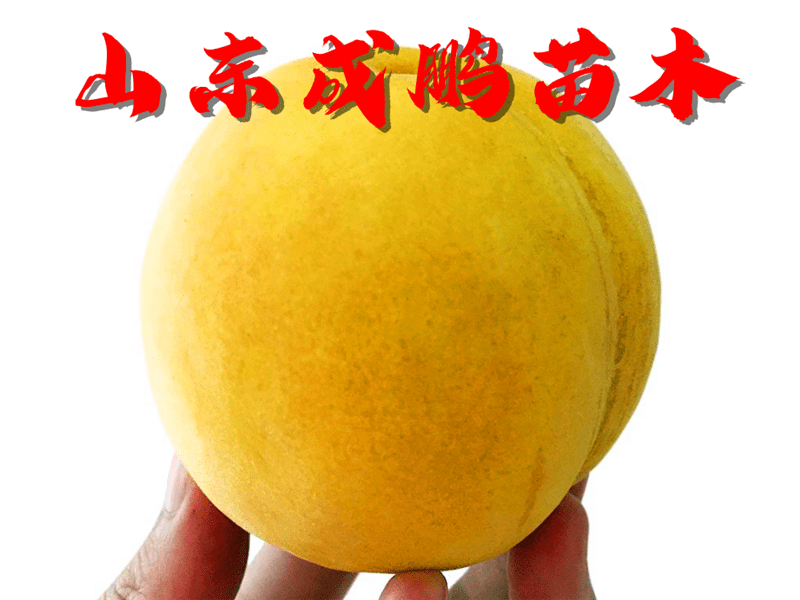 中桃金魁品种介绍
