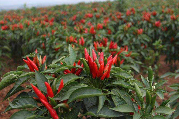 主要有辣椒碱,β-胡萝卜素,隐黄质,玉米黄质,辣椒红素,辣椒玉红素,堇