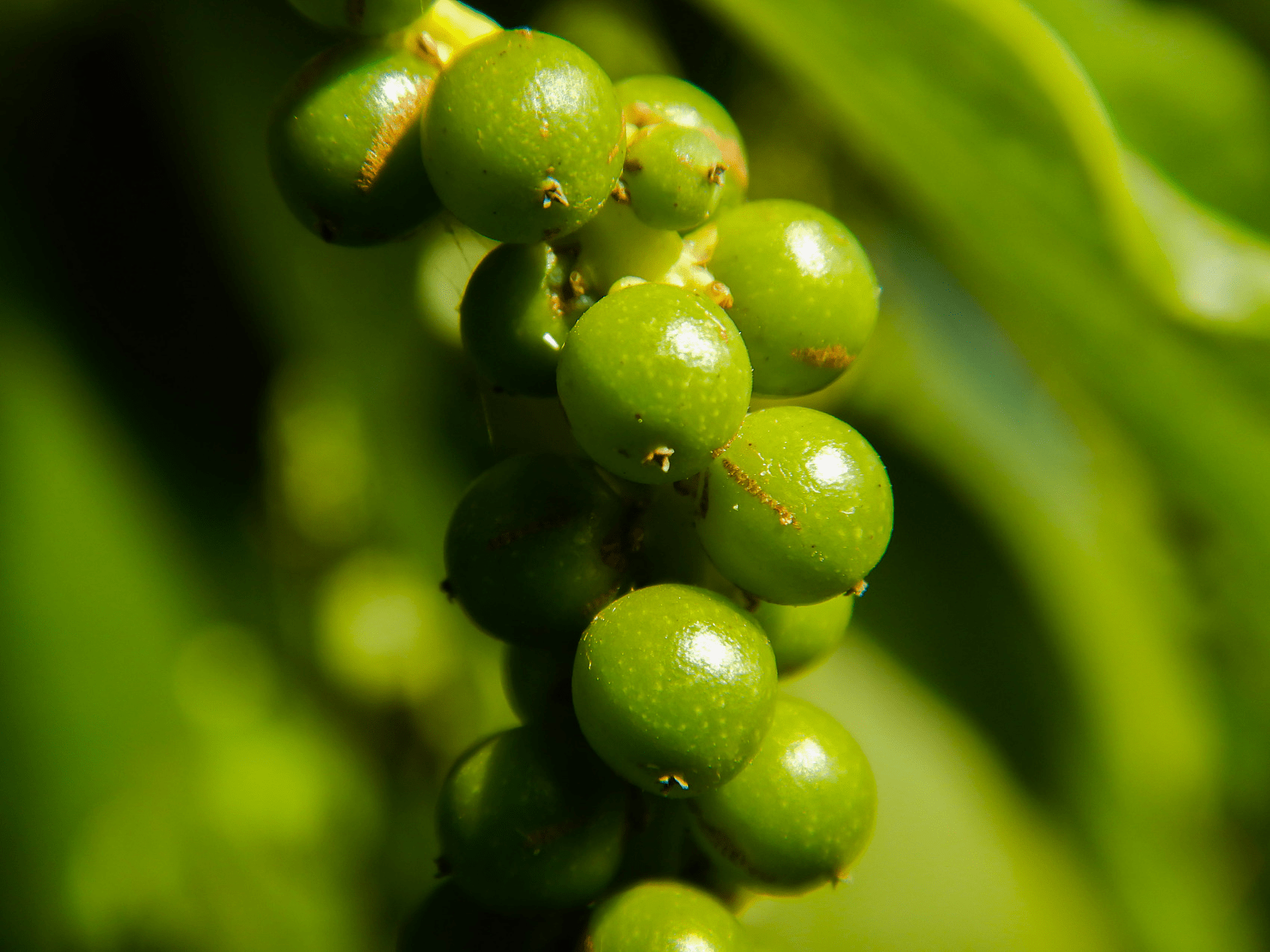 搜了宝胡椒之于中药