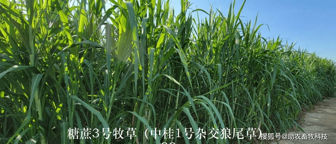 南方亚热带地区发酵牧草养土鸡阉鸡效益高养鸡牧草品种推荐糖蔗3号