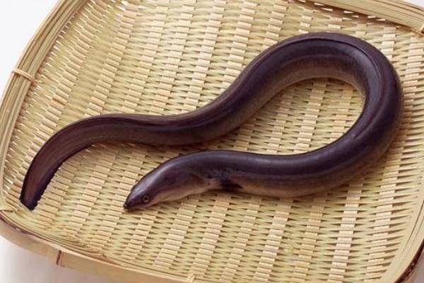 黄鳝血可以治面瘫?专家:这种偏方不能轻信!_治疗_面部_黄泥磅