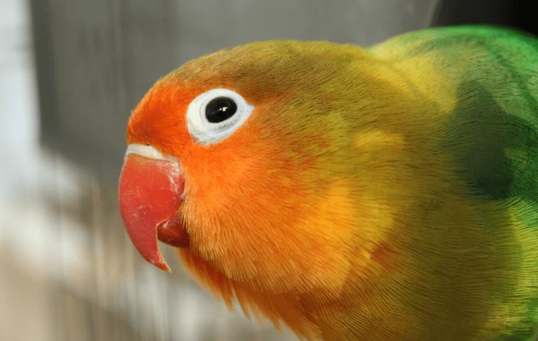 宠物鸟饲养牡丹鹦鹉得单眼伤风怎么办牡丹鹦鹉得了单眼伤风后如何照料