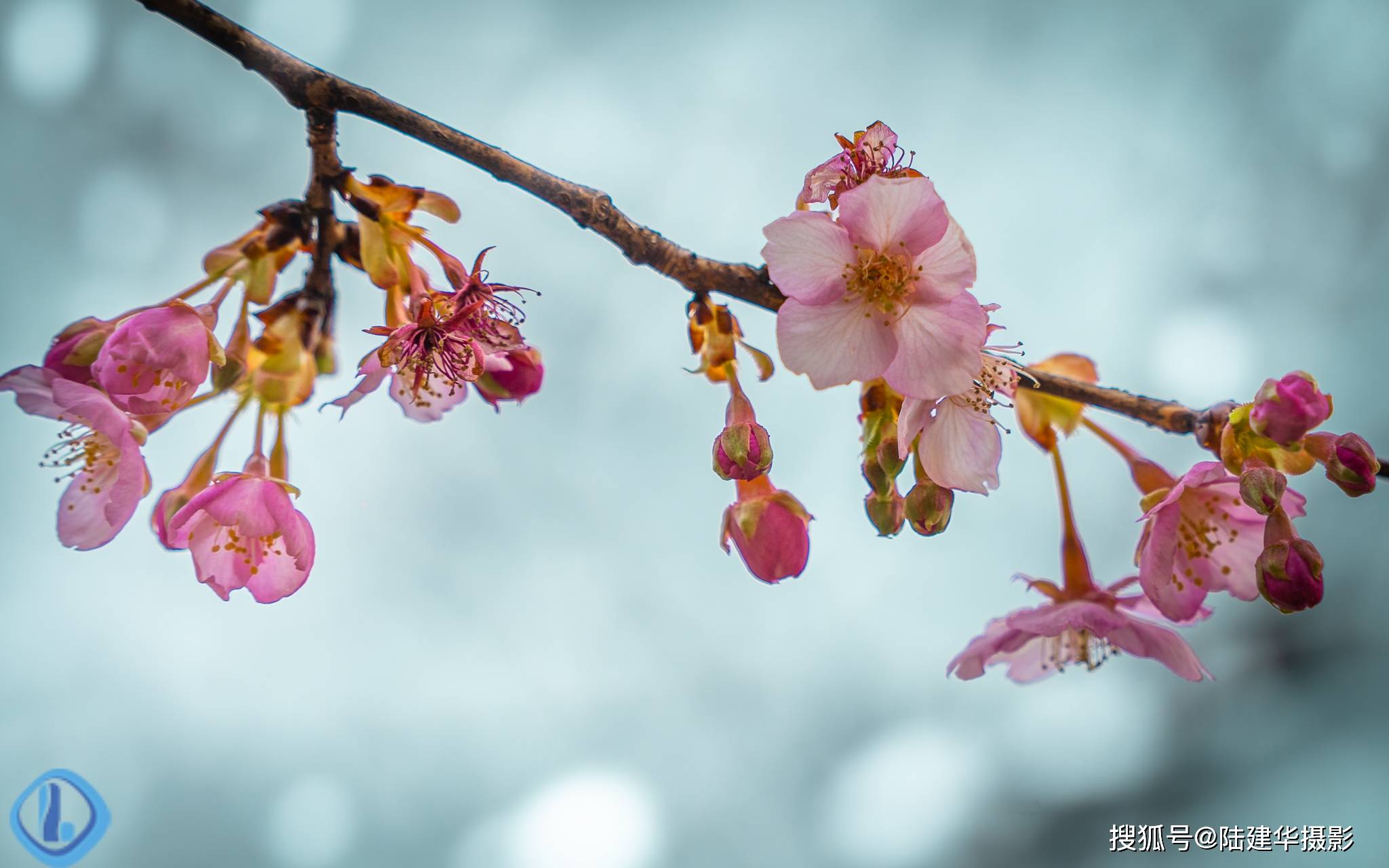 太湖|樱花说该我登场了，春暖花开时我不会缺席