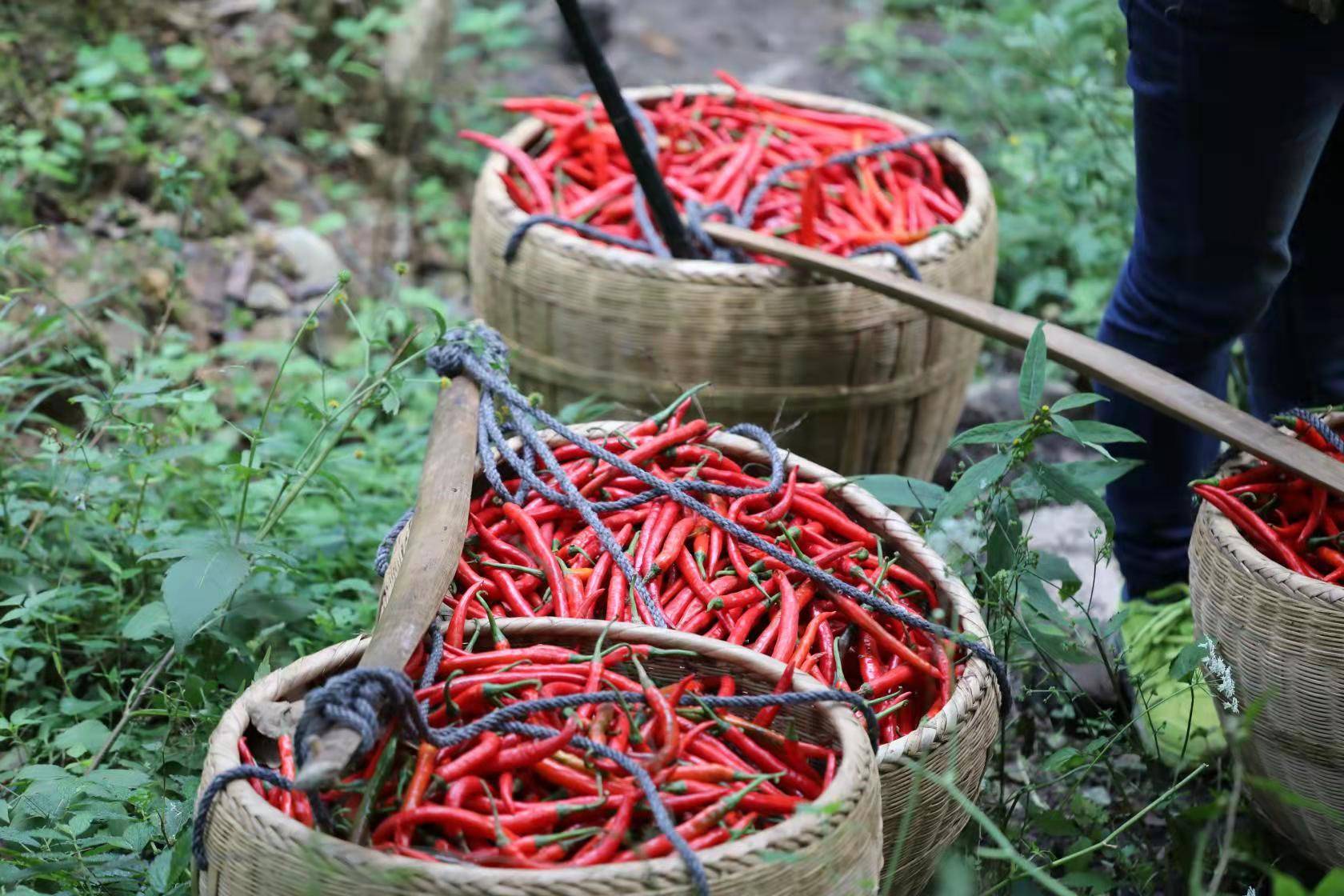 电影|《红辣椒》发影评特辑 大师赞孩子看片后将化蛹成蝶