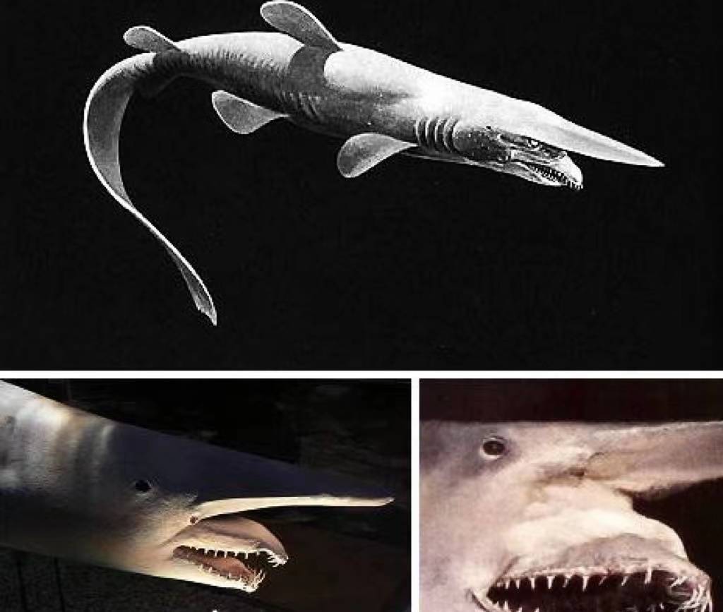 魔鬼鲨鱼爆炸过程图片图片