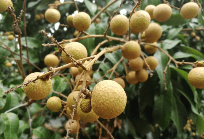 龍眼樹施什麼水溶肥比較好