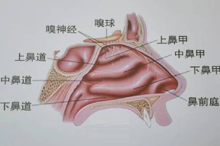 鼻粘膜肿胀如何消肿图片