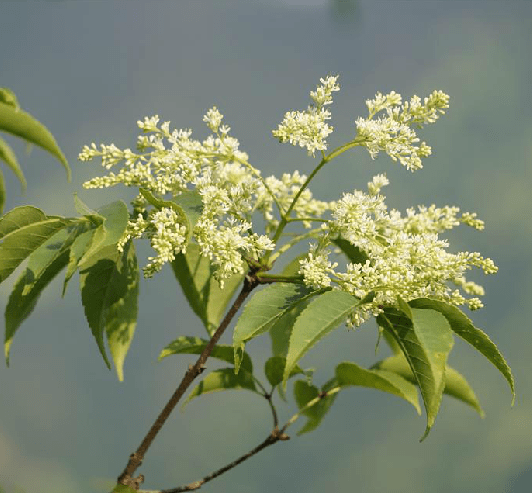 德才兼备话不多白蜡树