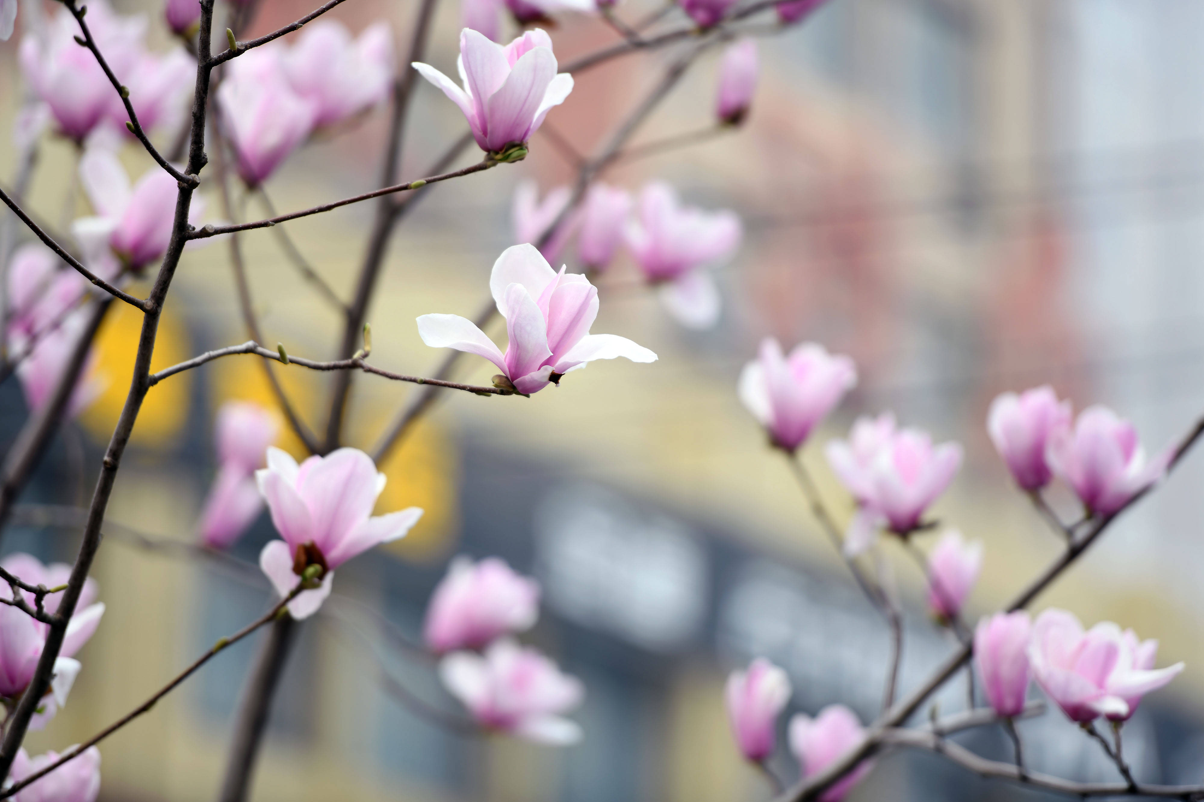 合肥紫玉兰花盛开醉市民
