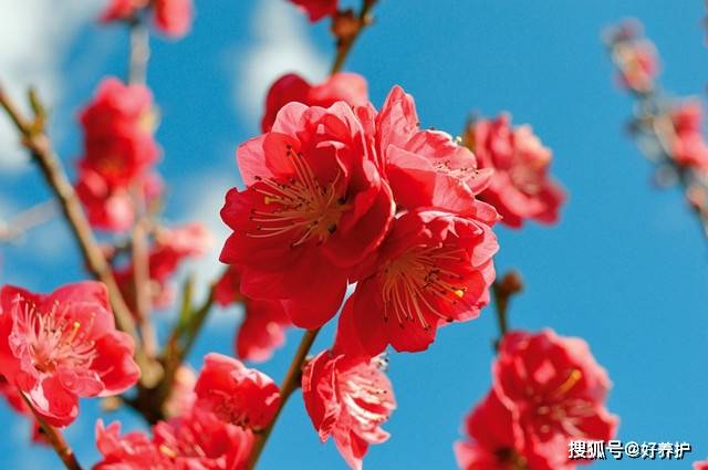 桃花|桃花十大观赏品种，哪一种更美？