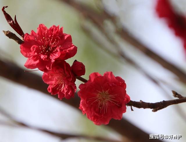 桃花|桃花十大观赏品种，哪一种更美？